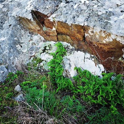 Stone-fern 2088x2088